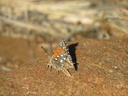 Слика од Argyraspodes argyraspis (Trimen 1873)