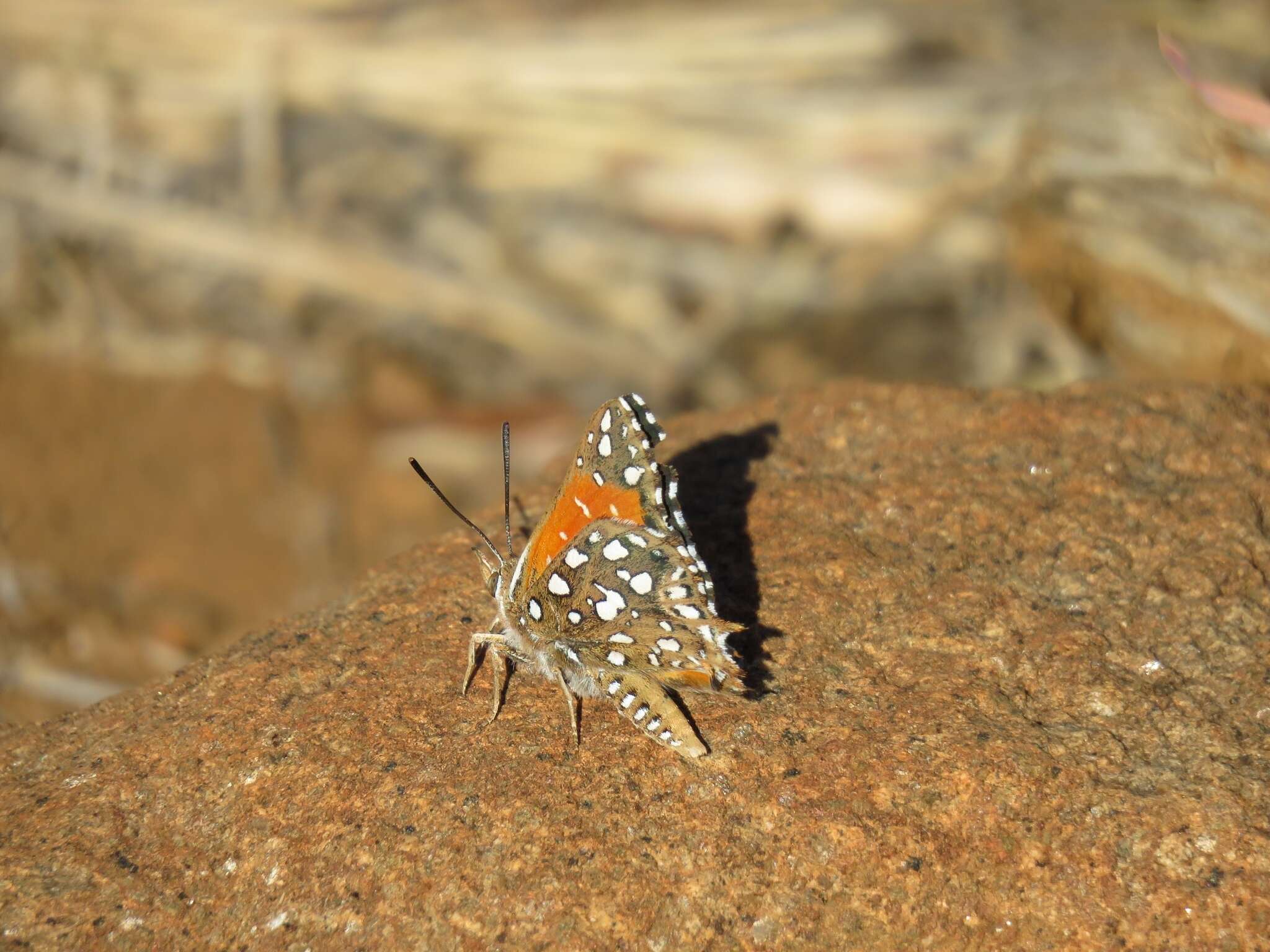 Sivun Argyraspodes argyraspis (Trimen 1873) kuva