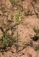 Imagem de Albuca sabulosa (U. Müll.-Doblies & D. Müll.-Doblies) J. C. Manning & Goldblatt