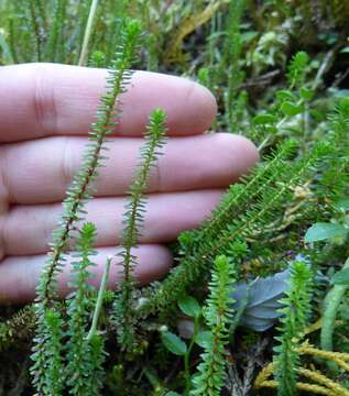 Imagem de Harrimanella stelleriana (Pall.) Coville