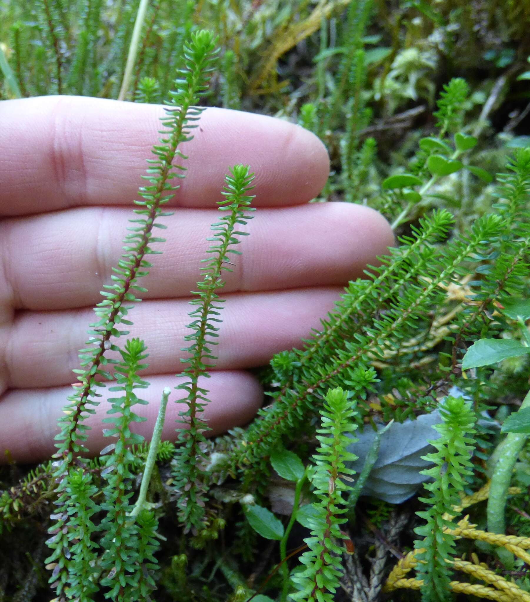 Imagem de Harrimanella stelleriana (Pall.) Coville