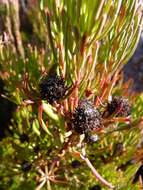 Plancia ëd Leucadendron comosum subsp. comosum