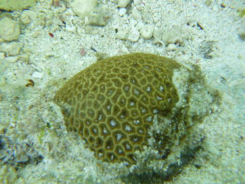 Image of Crisp Pillow Coral