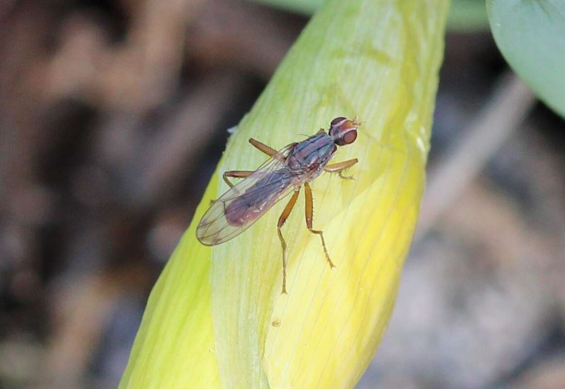 Image of Norellia spinipes (Meigen 1826)