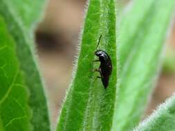 Plancia ëd Tachinus (Tachinus) rufipes (Linnaeus 1758)