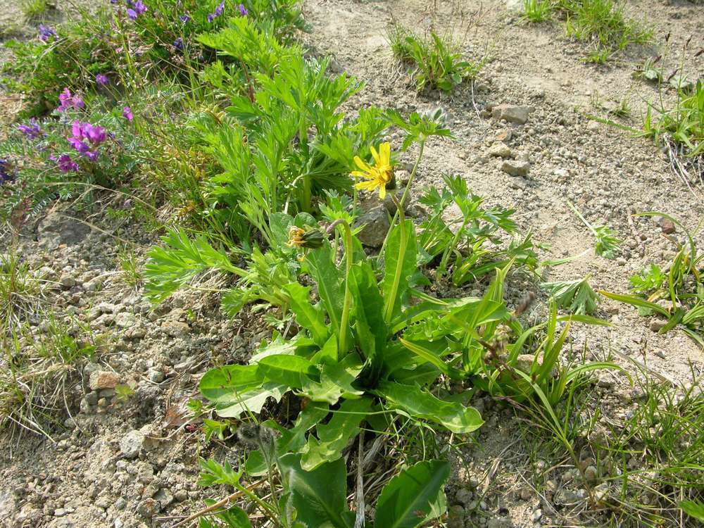 Image of Taraxacum acricorne Dahlst.