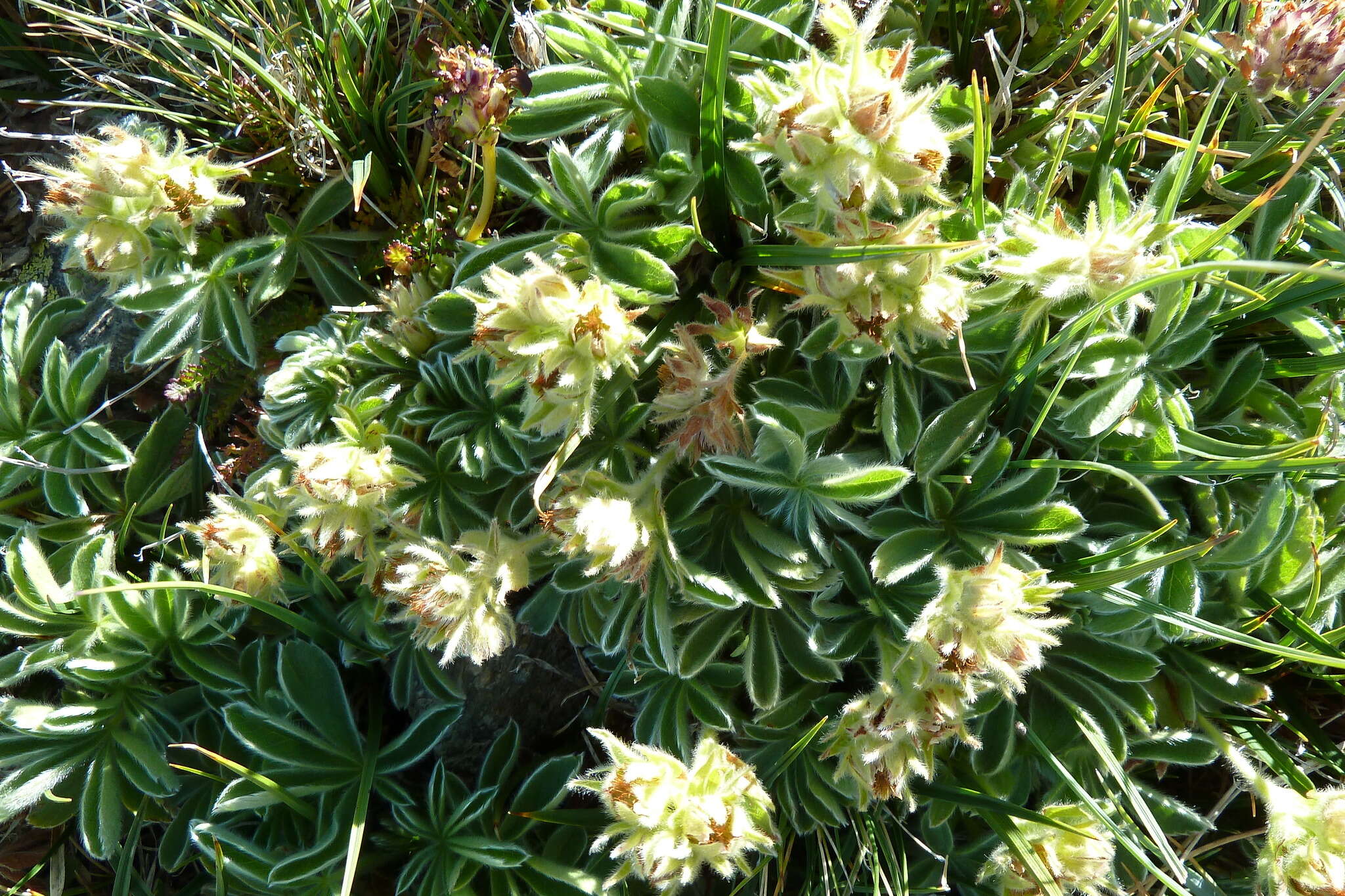 Imagem de Potentilla nivalis Lapeyr.