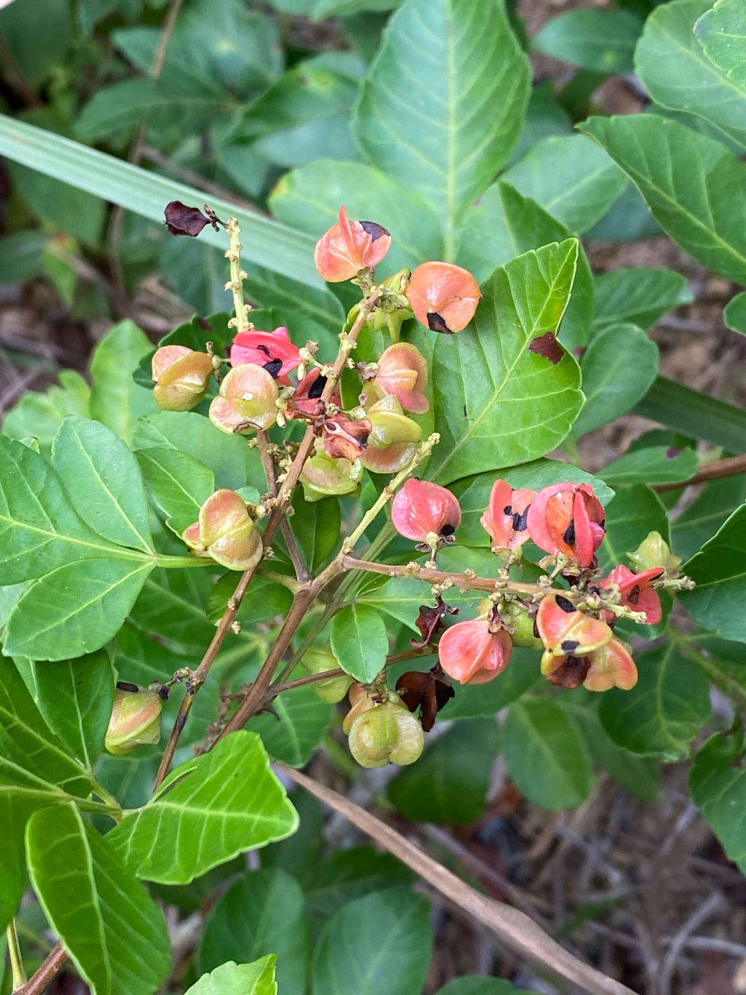 Слика од Paullinia weinmanniifolia Mart.