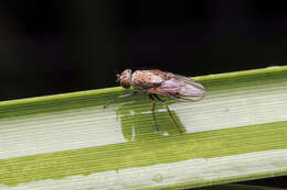 Image de Notiphila impunctata Meijere 1908