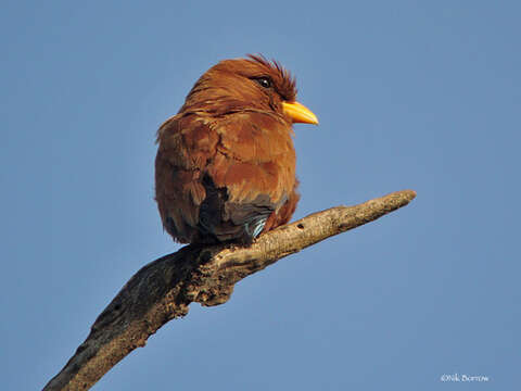 Image of Broad-billed Roller