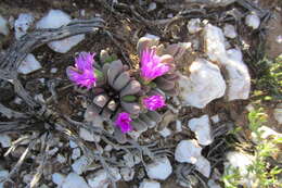 Image of Antegibbaeum fissoides (Haw.) Schwant. ex C. Weber