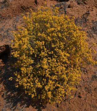 Image of Gnidia polycephala (C. A. Mey.) Gilg ex Engl.