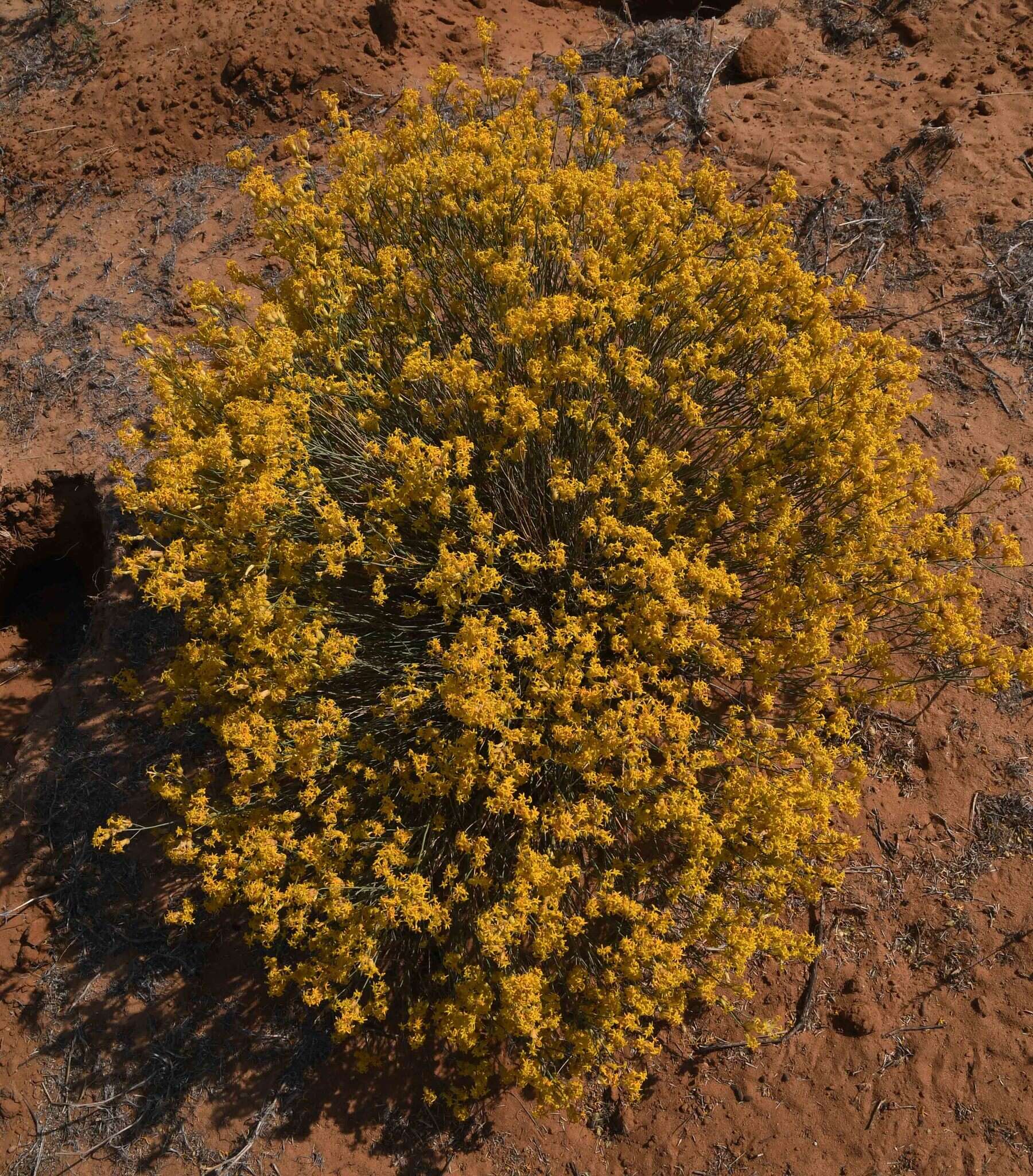 Plancia ëd Gnidia polycephala (C. A. Mey.) Gilg ex Engl.