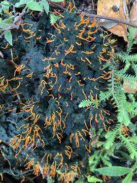 Image of Sulzbacheromyces caatingae (Sulzbacher & Lücking) B. P. Hodk. & Lücking 2014