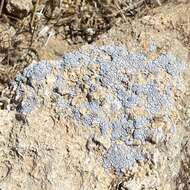 Image of Hoary cobblestone lichen;   Cracked lichen