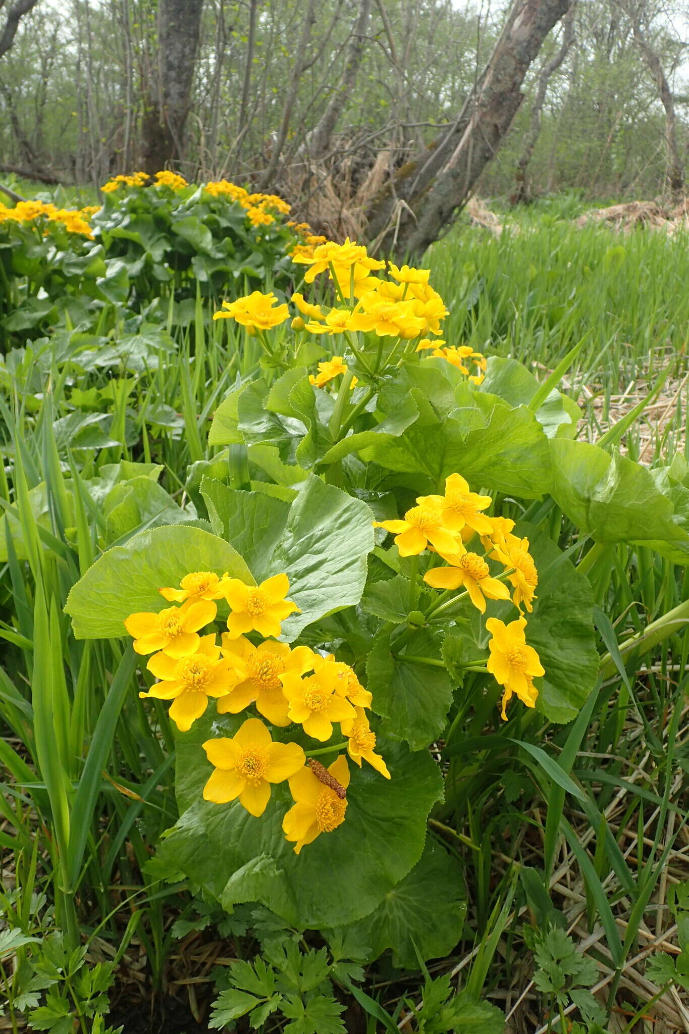 Caltha palustris var. barthei Hance的圖片