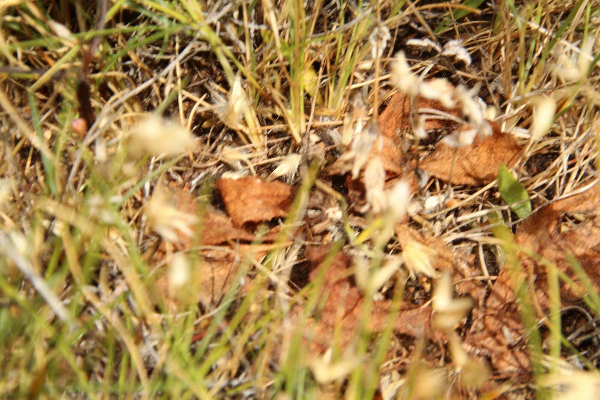 Image of Drosera major