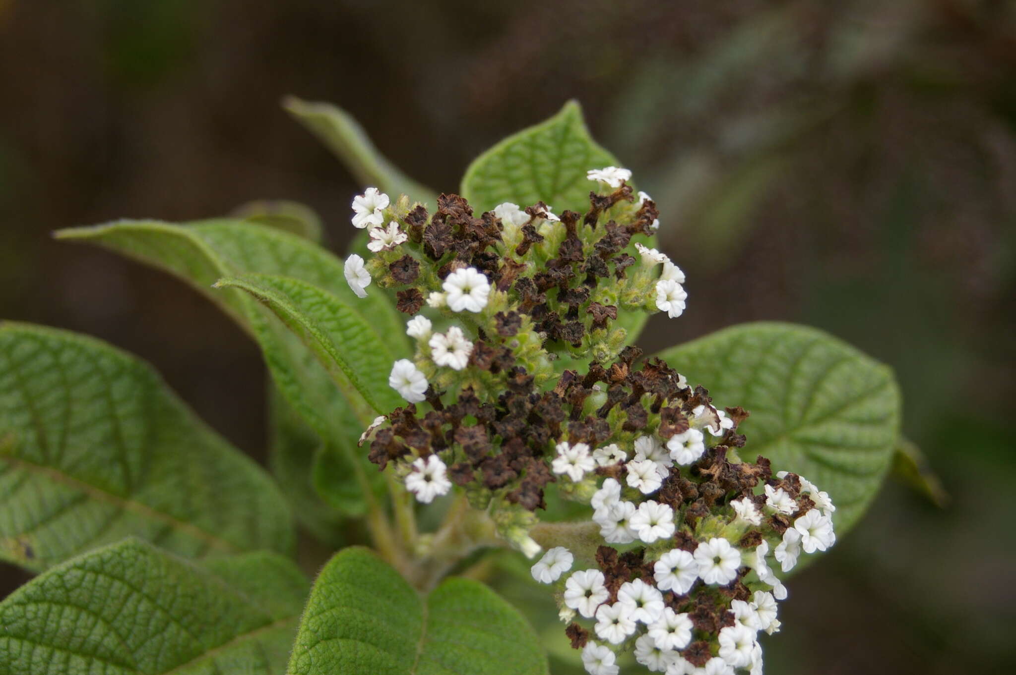 صورة Tournefortia rufosericea Hook. fil.