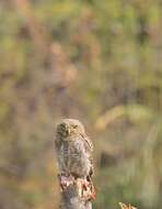 Image of Asian Barred Owlet