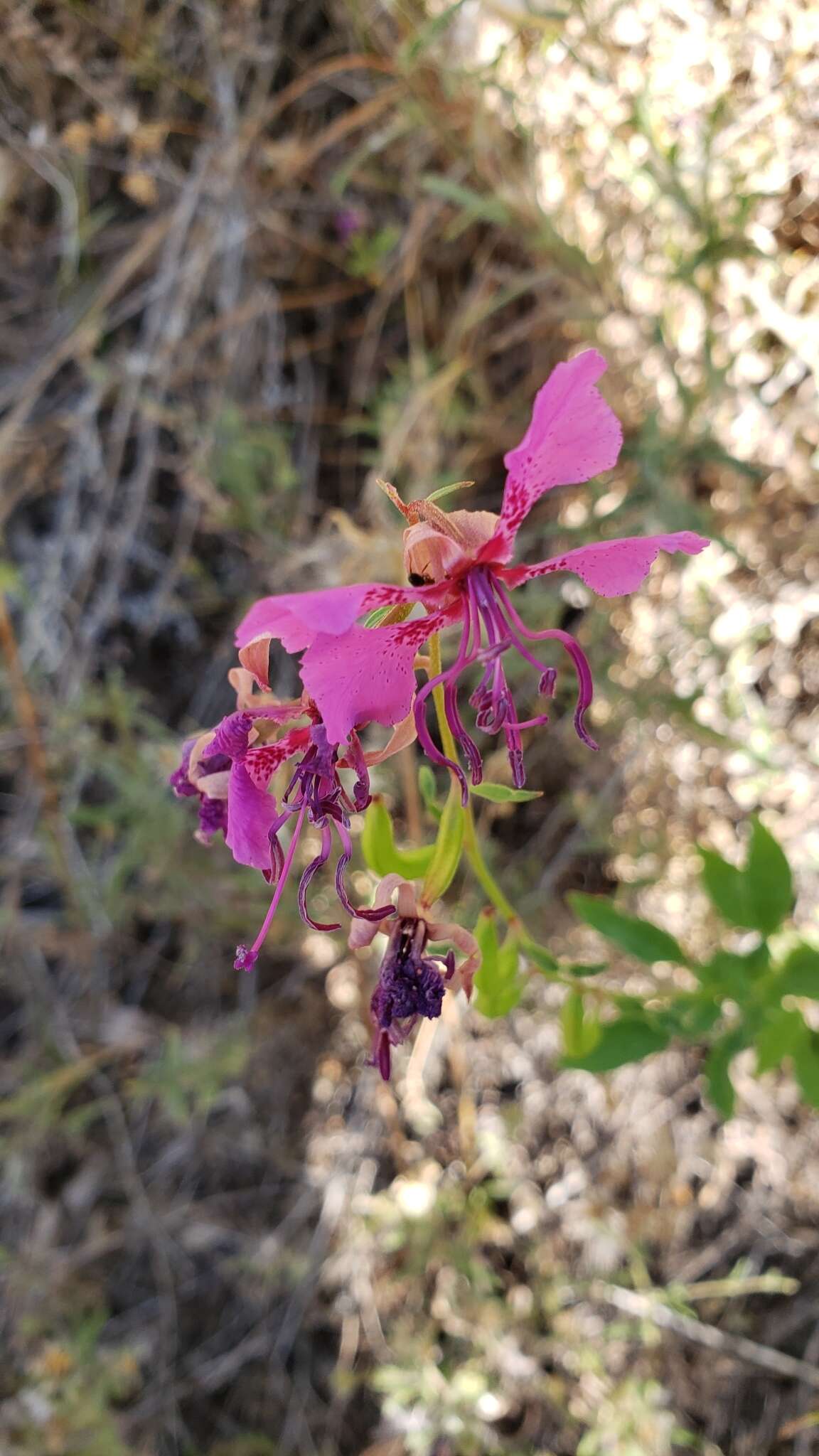 صورة Clarkia mildrediae subsp. mildrediae