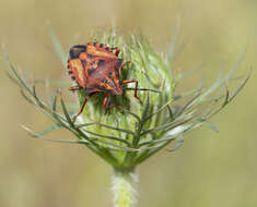 Image of <i>Carpocoris <i>mediterraneus</i></i> mediterraneus