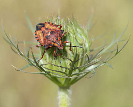 Image of <i>Carpocoris <i>mediterraneus</i></i> mediterraneus