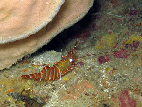 Image of Striped reef shrimp