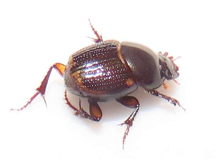 Image of Onthophagus vinctus Erichson 1843