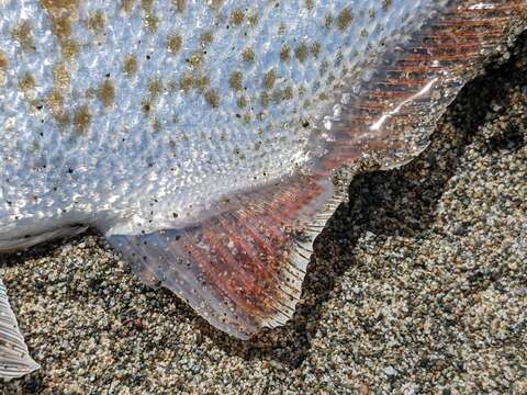 Image of Redtail surfperch