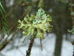 Image of Silver-lined Wrinkle Lichen