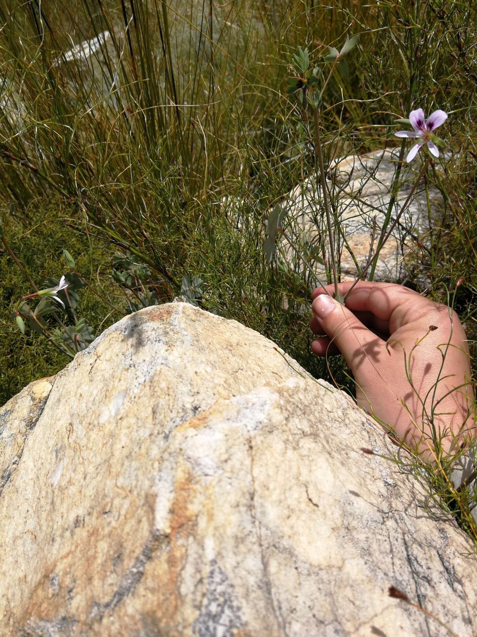 Image of Pelargonium grandiflorum (Andr.) Willd.