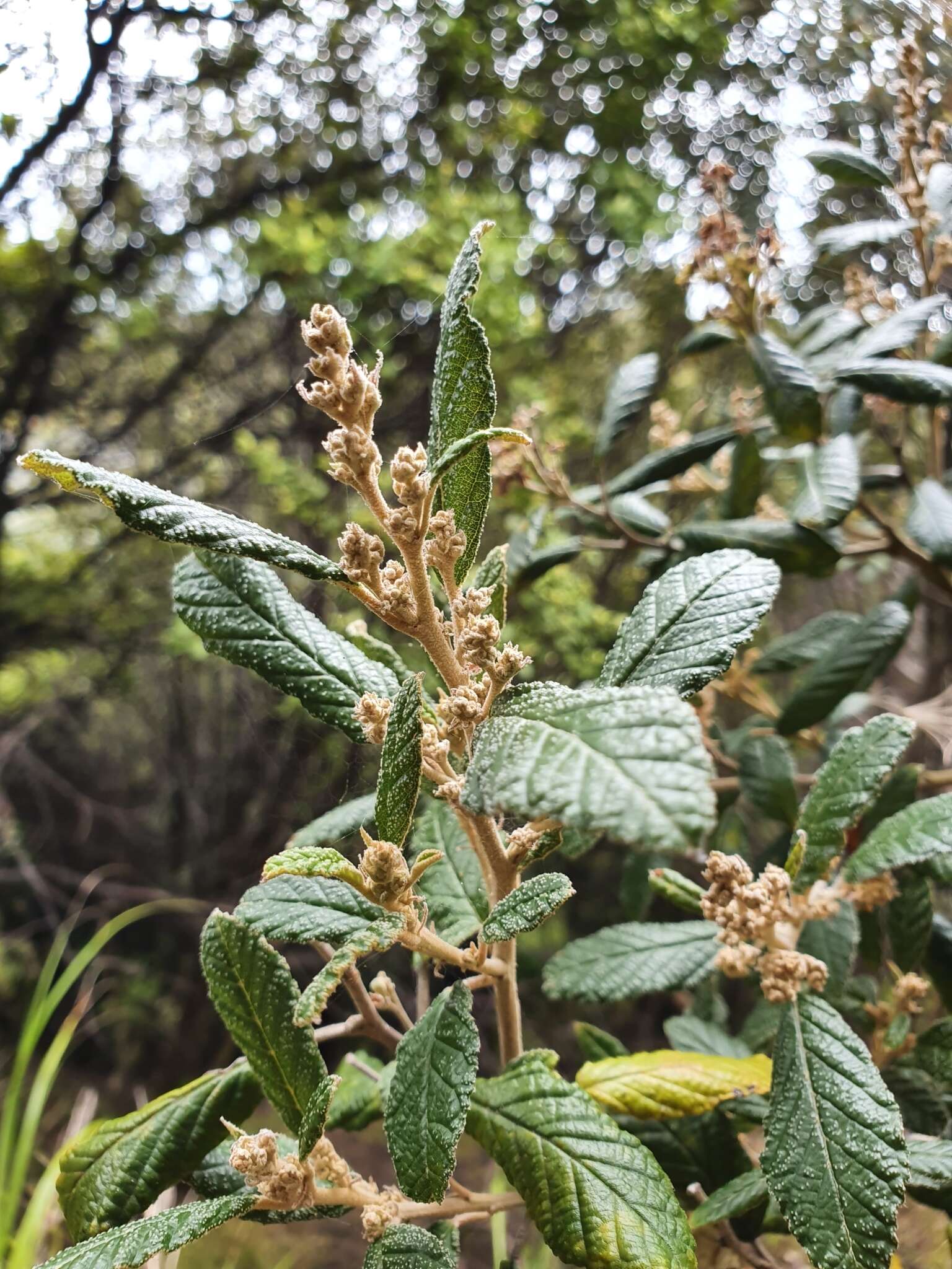 Image of Pomaderris apetala subsp. maritima N. G. Walsh & F. Coates