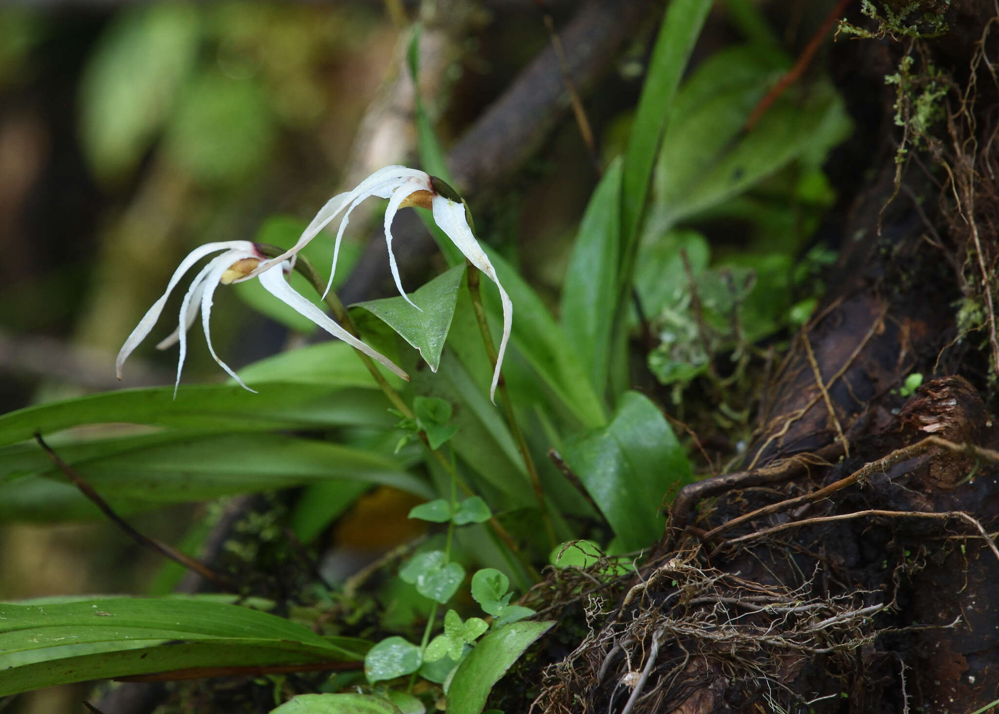 Image of Maxillaria caucana Schltr.