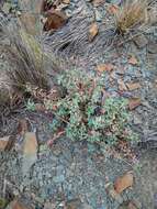 Image of Euphorbia portulacoides L.