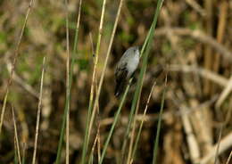 Image of Sooty Tyrannulet