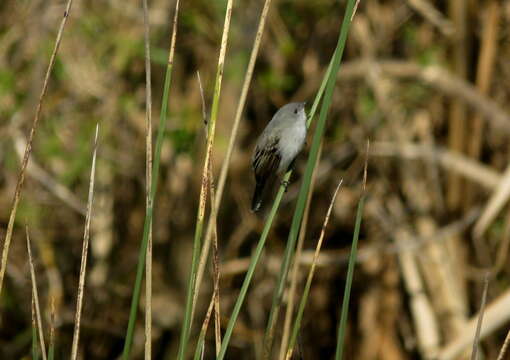 Serpophaga nigricans (Vieillot 1817)的圖片