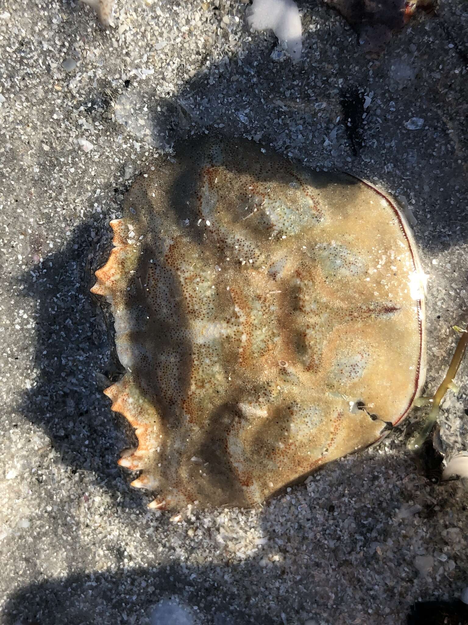 Image of blotched swimming crab