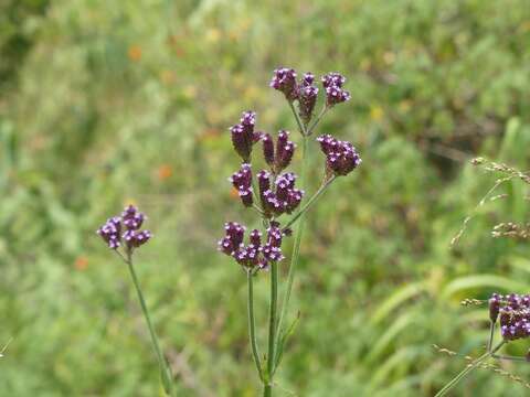 Image of Brazilian Vervain