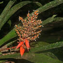 Image of Aechmea penduliflora André