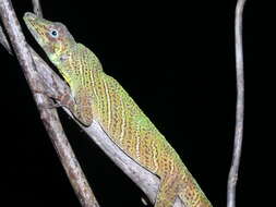 Image of Banded Tree Anole