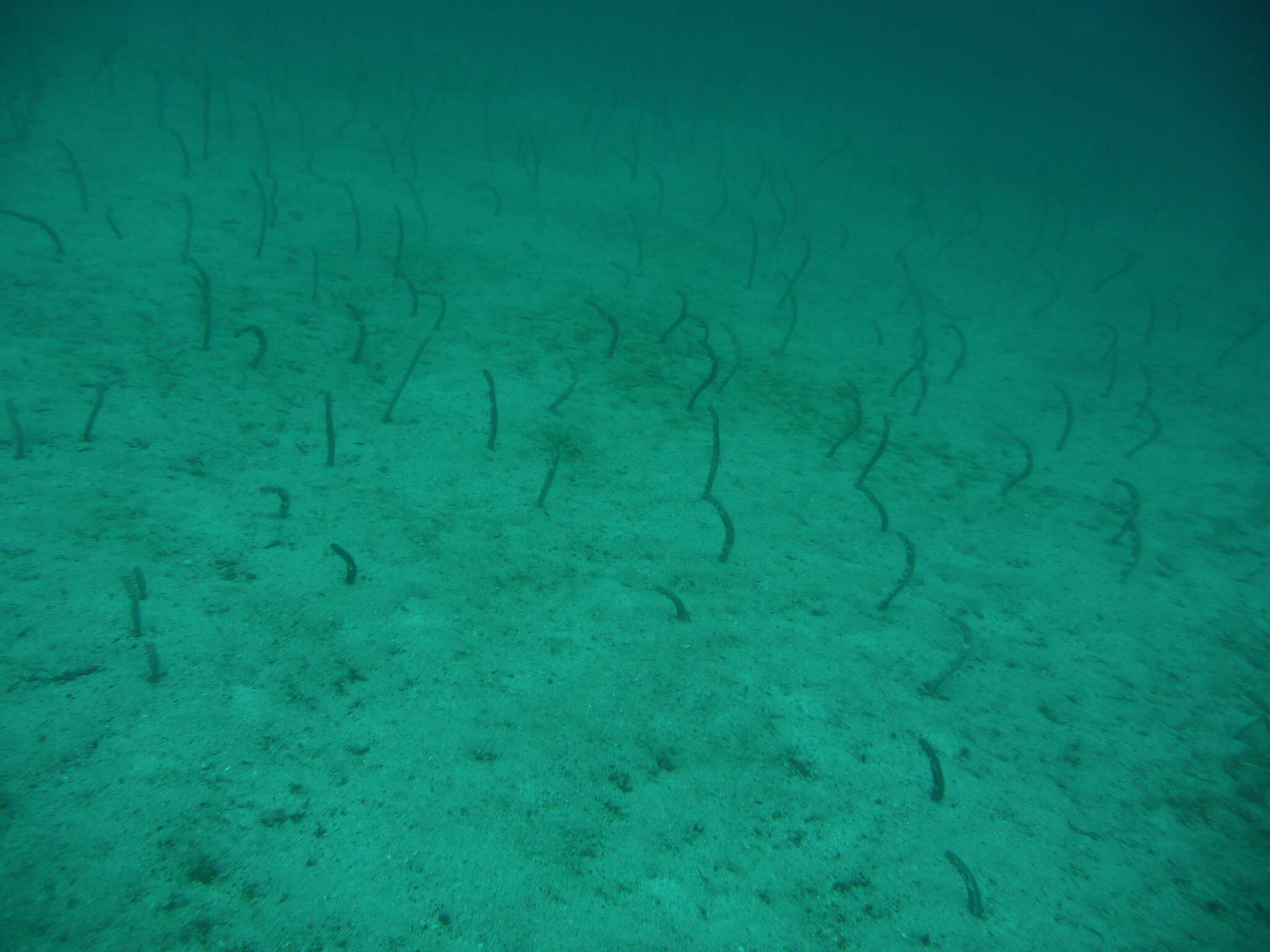 Image of Galapagos garden eel