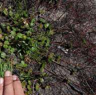 Image of Gonocarpus micranthus subsp. ramosissimus Orchard