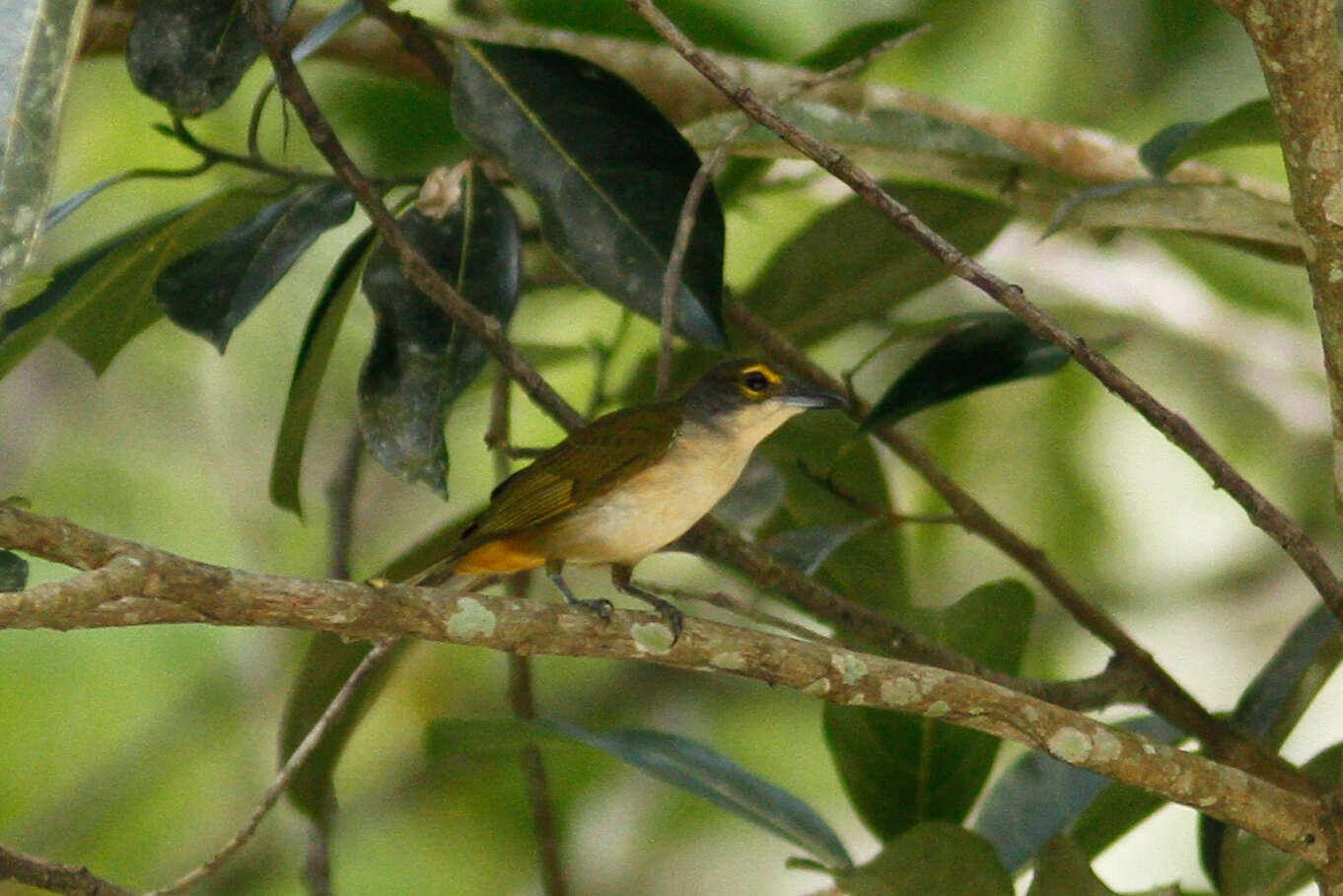 Image of Fulvous-crested Tanager