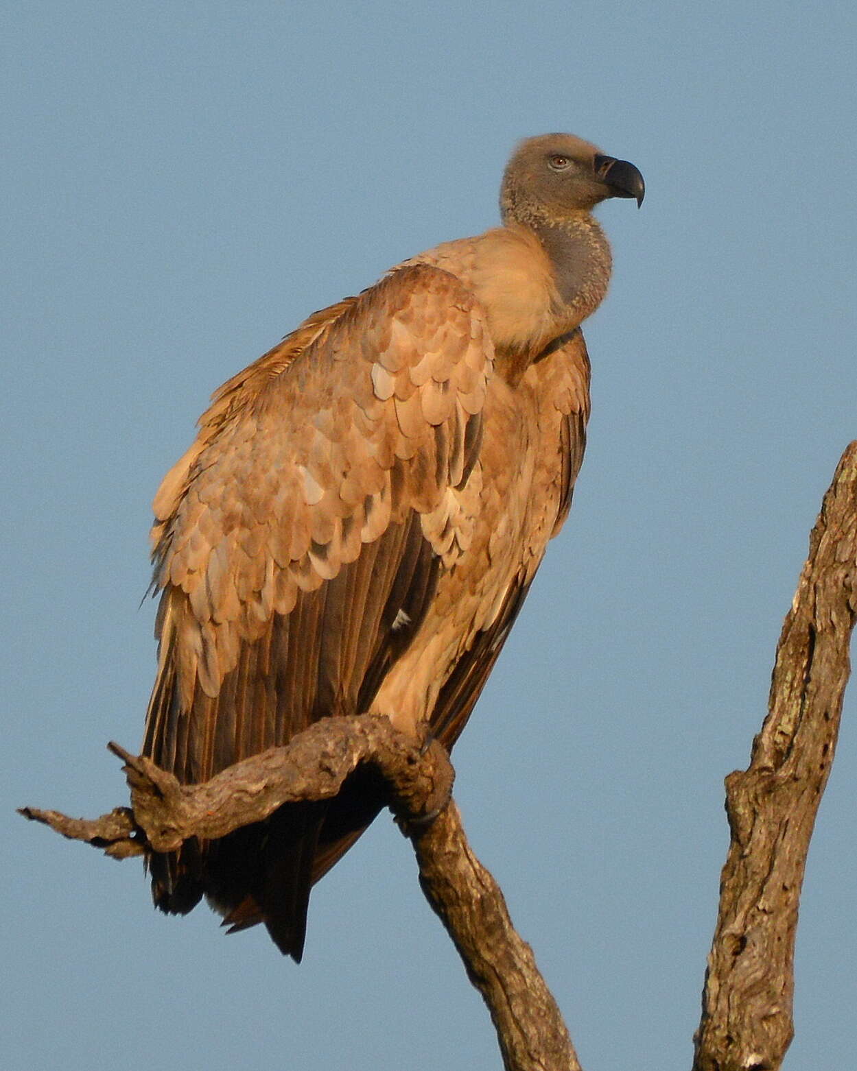 Image of Cape Griffon