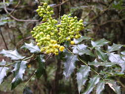 Image of Berberis moranensis Schult. & Schult. fil.