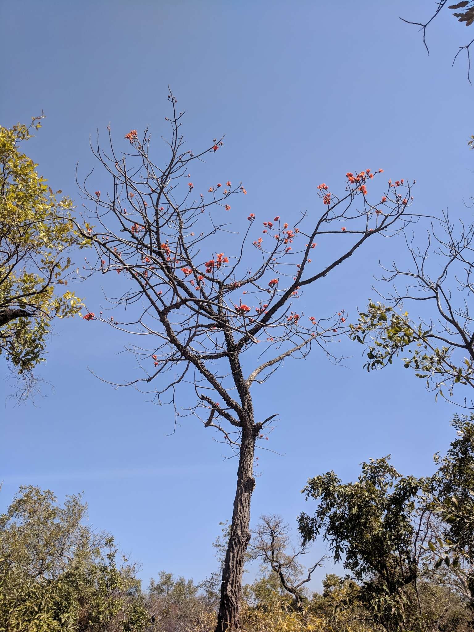 Image of Red Silk Cotton