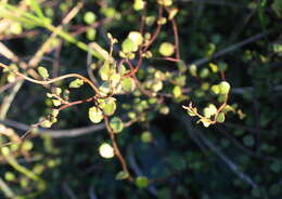 Image of maidenhair vine