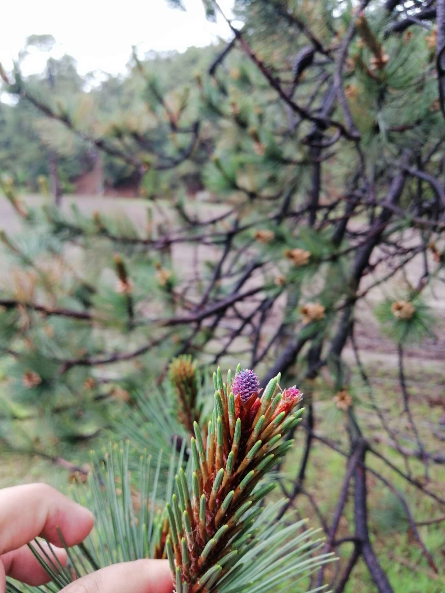 Image of Cooper's pine