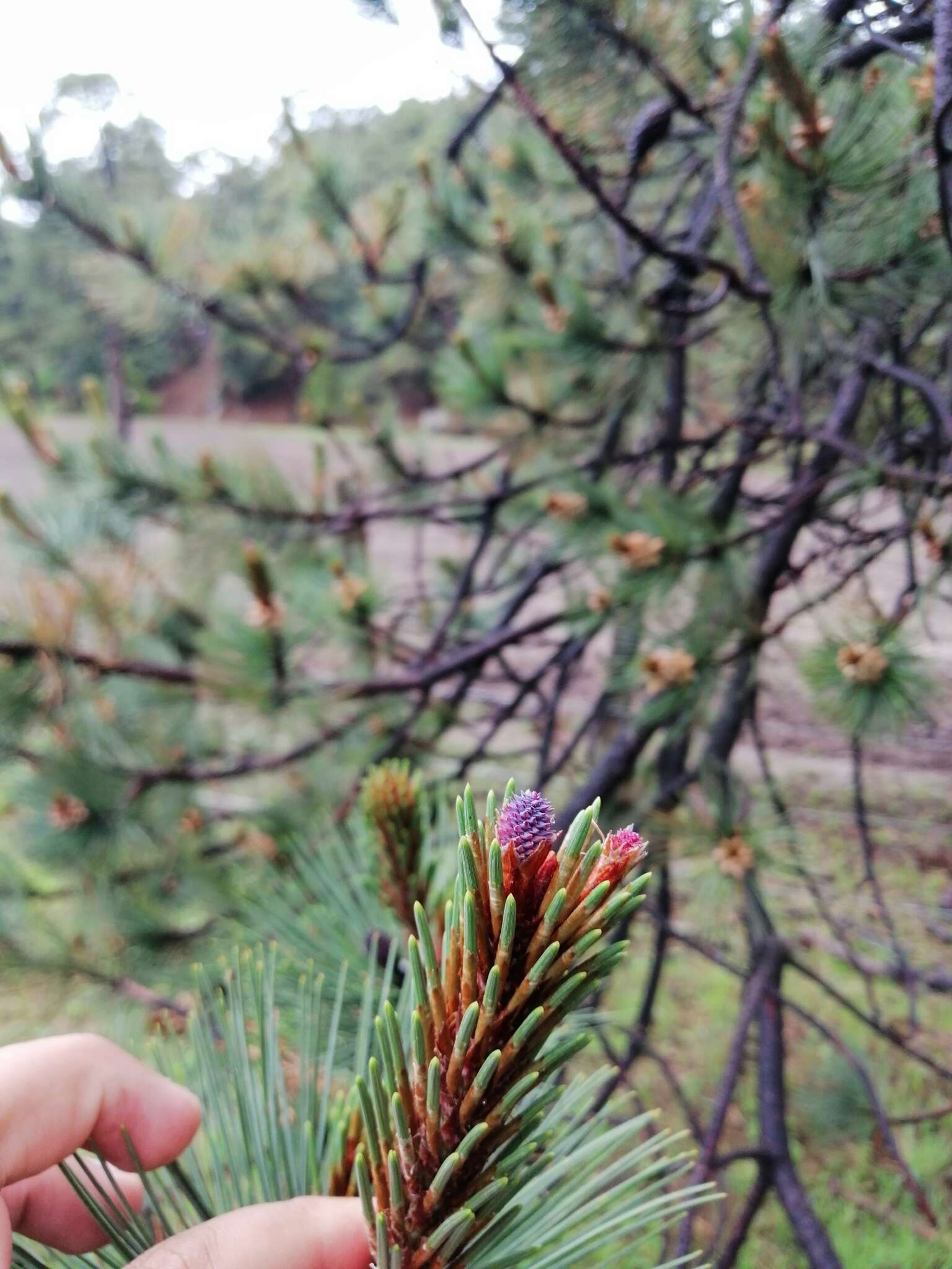 Imagem de Pinus arizonica var. cooperi (C. E. Blanco) Farjon