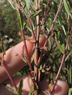 Image of Epilobium lamyi F. W. Schultz